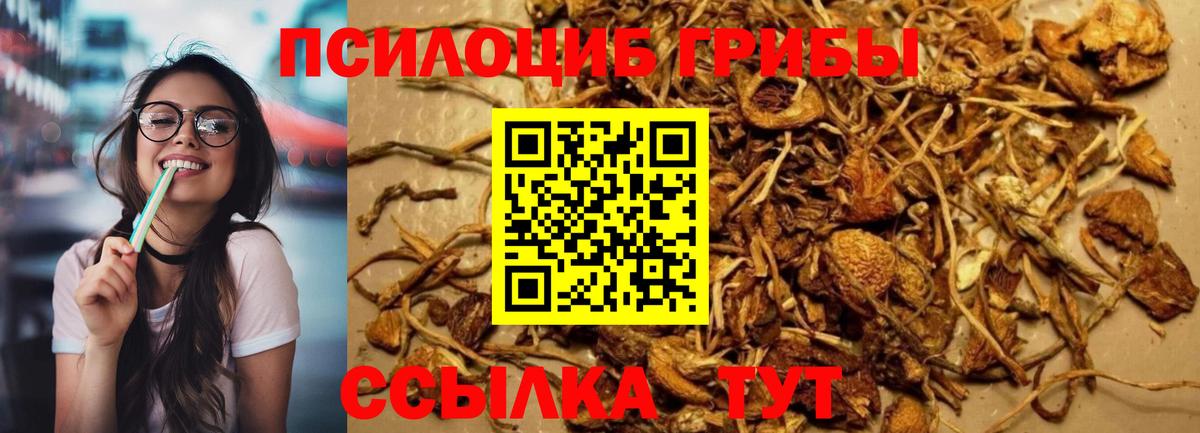 Галлюциногенные грибы Psilocybine cubensis  Псилоцибиновые грибы MAGIC MUSHROOMS  Волхов  наркота  Вход с VPN 